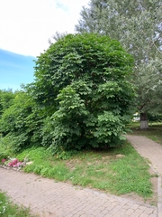 Aesculus hippocastanum