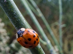 Harmonia axyridis