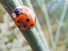 Harmonia axyridis