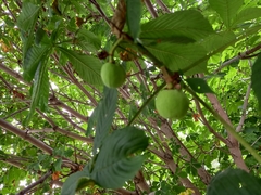 Aesculus hippocastanum