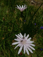 Scorzonera rosea