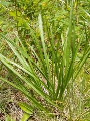 Scorzonera rosea