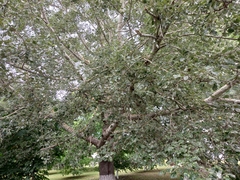 Populus alba