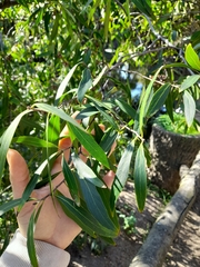 Quillaja brasiliensis