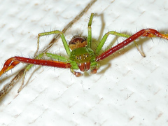 Parasynema cirripes