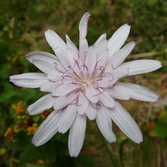 Scorzonera rosea