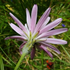 Scorzonera rosea
