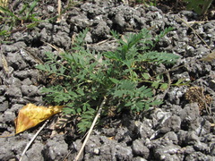 Sibbaldianthe orientalis