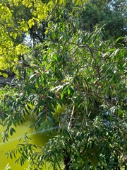 Quillaja brasiliensis