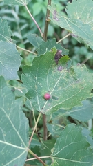 Harmandiola tremulae