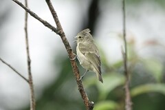 Sylviparus modestus