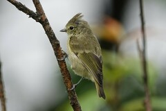 Sylviparus modestus