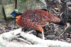 Tragopan temminckii