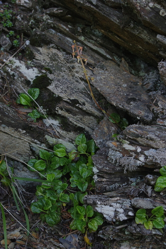 Image of Pyrola morrisonensis by (c) Cheng-Te Hsu, some rights reserved (CC BY)