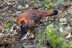 Tragopan temminckii