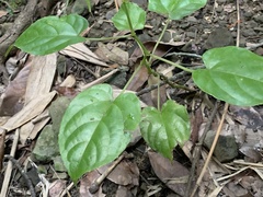 Cissus pteroclada