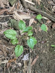 Cissus pteroclada