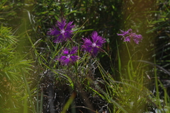 Dianthus pygmaeus