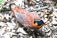 Tragopan temminckii