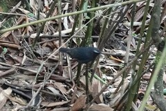 Brachypteryx sinensis