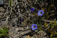 Gentiana arisanensis