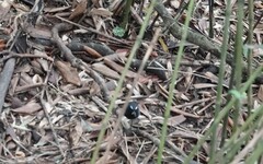 Brachypteryx sinensis