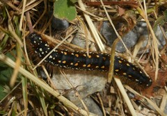 Eriogaster arbusculae