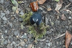 Brachypteryx sinensis