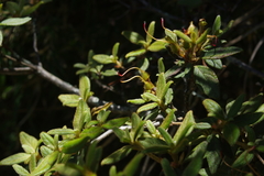 Rhododendron rubropilosum