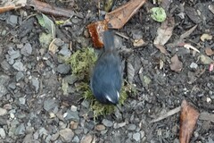 Brachypteryx sinensis