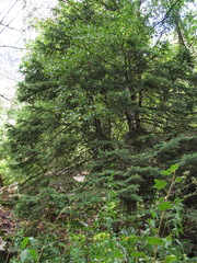 Picea orientalis