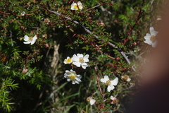 Rosa transmorrisonensis