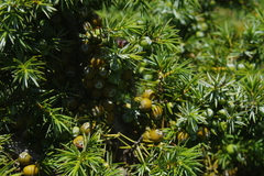 Juniperus formosana
