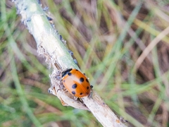 Hippodamia variegata