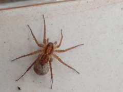 Pardosa pseudoannulata