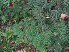 Picea orientalis