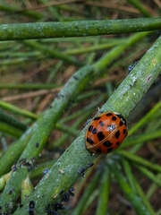 Harmonia axyridis