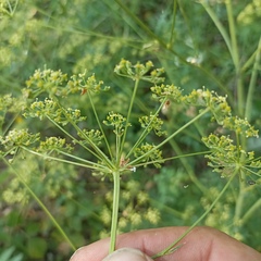 Peucedanum alsaticum