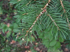 Picea orientalis
