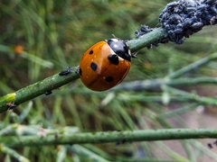 Coccinella septempunctata