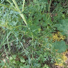 Peucedanum alsaticum