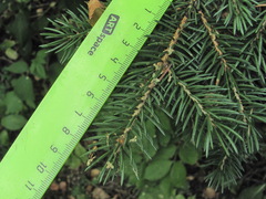 Picea orientalis