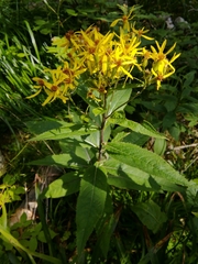 Senecio ovatus