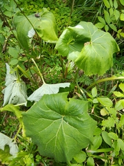 Adenostyles alliariae
