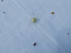 Enoplognatha ovata