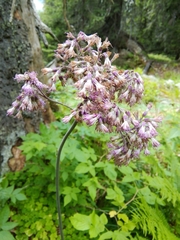 Adenostyles alliariae