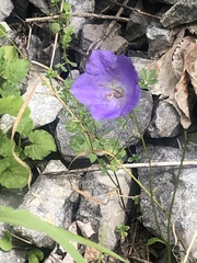Campanula carpatica