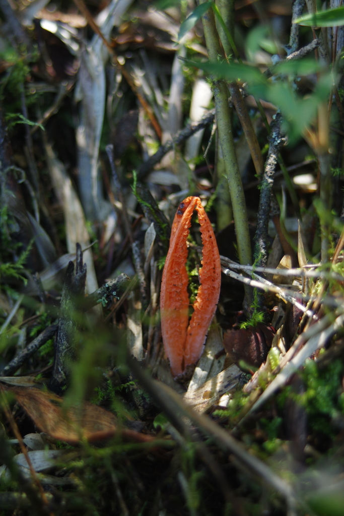 Pseudocolus fusiformis · July 2018 · photo: © chengte (iNaturalist, cc-by)