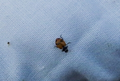 Hippodamia variegata