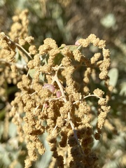 Neolasioptera willistoni